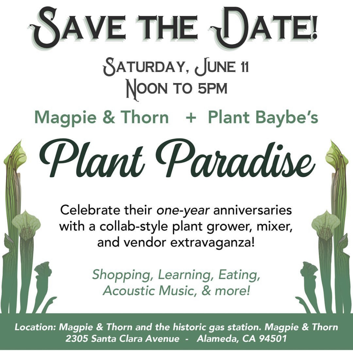 Plant Paradise - Magpie & Thorn x Plant Baybe